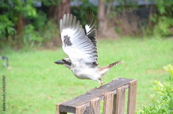 Obraz Australian kookaburra