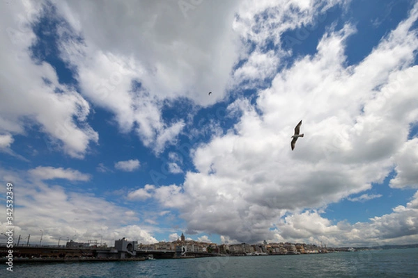 Obraz seagull in flight