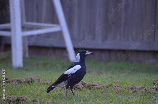 Obraz Australian magpie