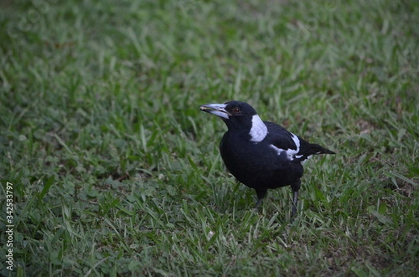 Obraz Australian magpie