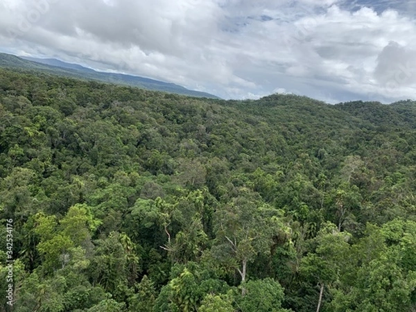 Obraz Australian rainforest Kuranda