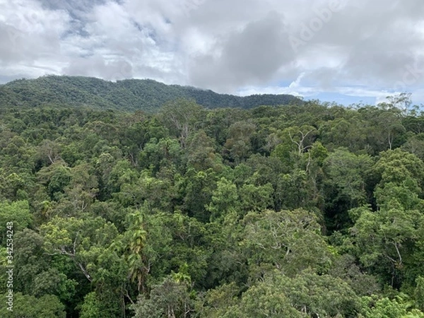 Obraz Australian rainforest Kuranda