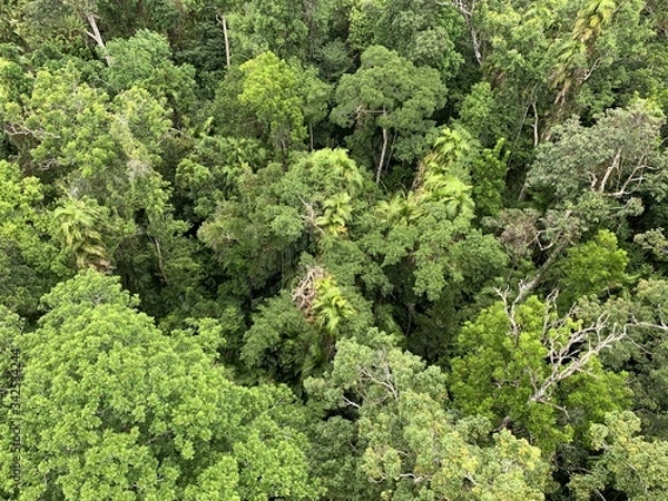 Obraz Australian rainforest Kuranda