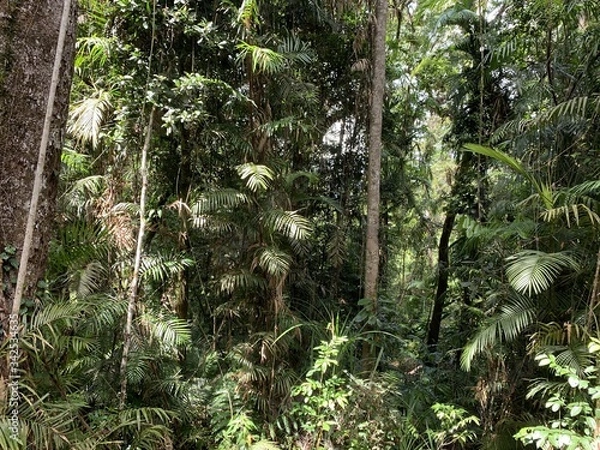 Obraz Australian rainforest Kuranda
