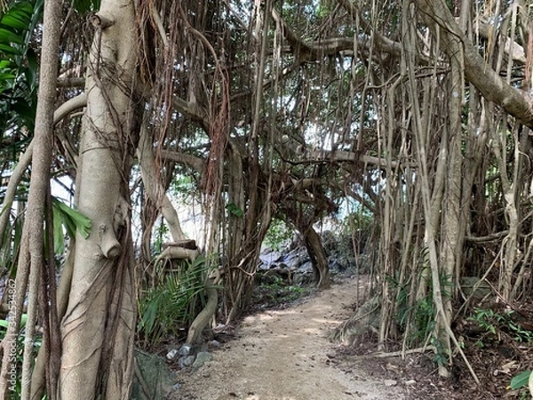 Obraz Australian rainforest Kuranda
