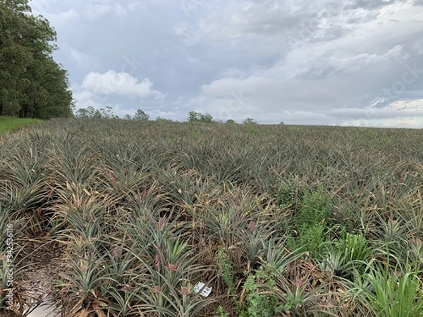 Obraz Pineapple field/ plantation 