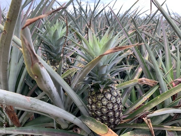 Obraz Pineapple field/ plantation 