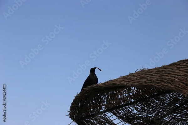 Obraz peacock on the roof
