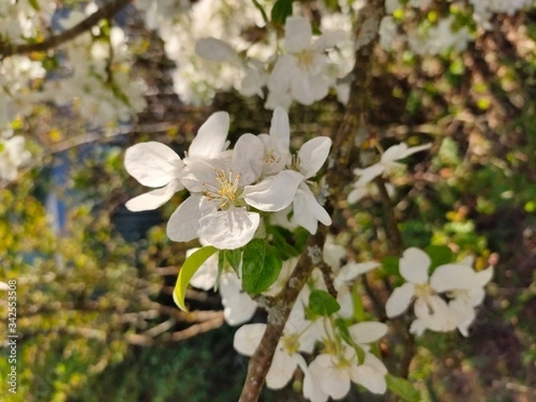 Obraz apple tree blossom