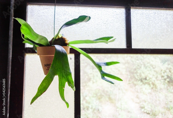 Fototapeta 古民家のコウモリラン