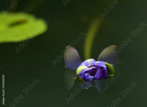 Obraz The lotus flower is about to escape from the water.