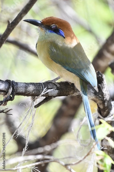 Obraz blue tit on branch