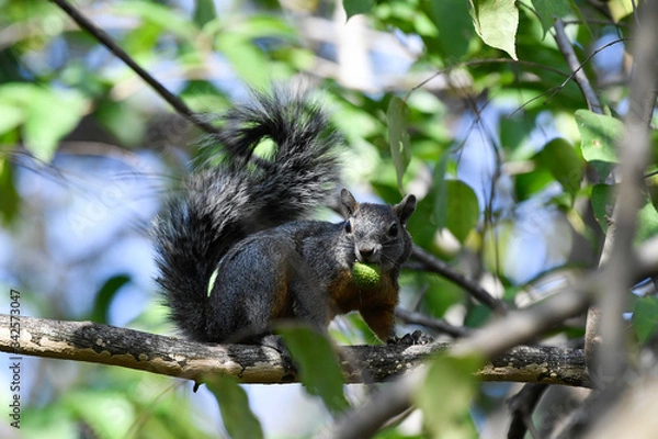 Obraz squirrel on a tree