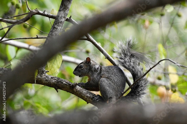 Obraz squirrel on a branch