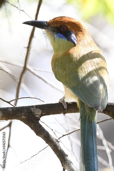 Obraz blue tit on branch