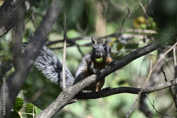 Obraz squirrel on tree