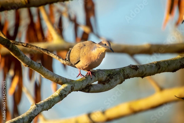 Fototapeta bird on a branch