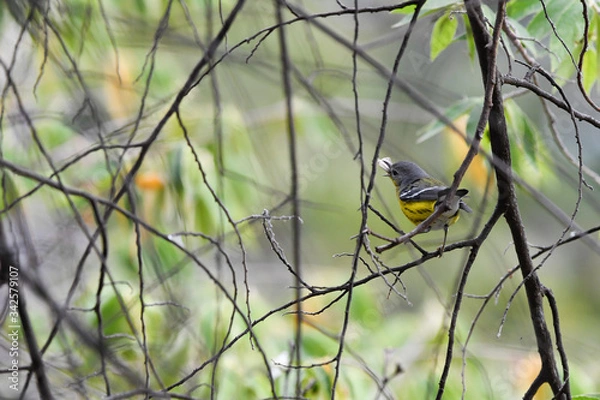 Obraz small bird on a branch