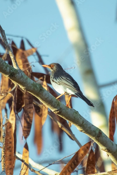 Fototapeta bird on branch