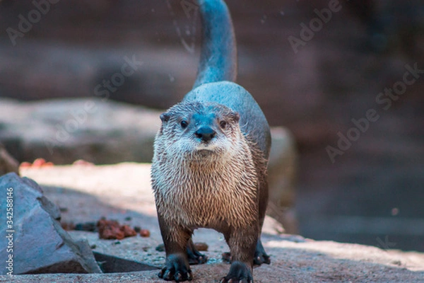 Fototapeta Otter shaking off water after swimming at the John Ball Zoo in Grand Rapids Michigan