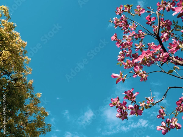 Fototapeta 青空と赤いハナミズキの花
