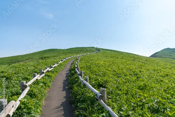 Obraz 北海道礼文島　花の島の散策路