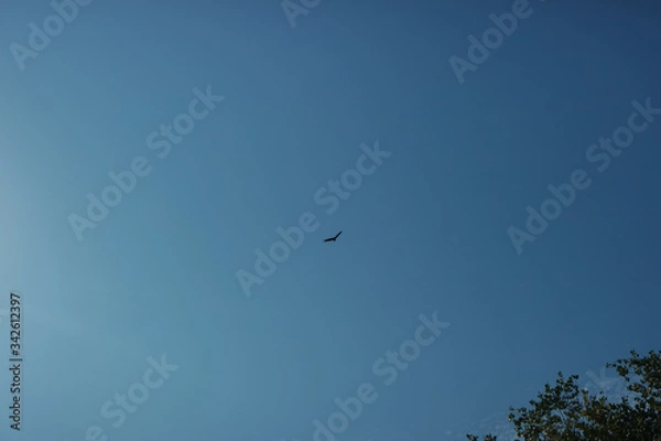 Obraz 파란하늘의 상공을 날고 있는 독수리 