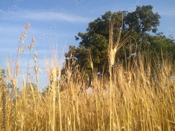 Obraz grass and sky