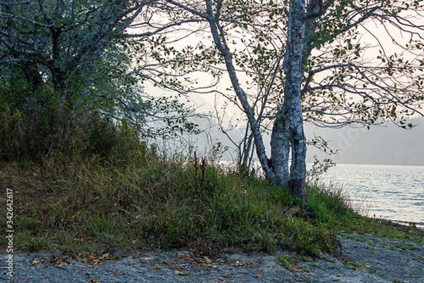 Fototapeta trees and grasses on the edge of a lake