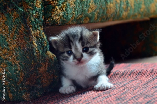 Obraz young small cat sitting near sofa