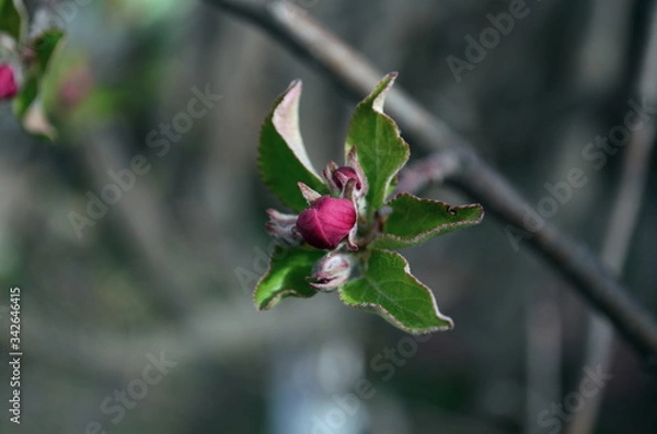Obraz apple spring flower going to bloom