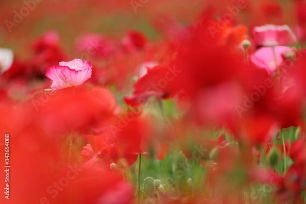 Obraz ポピーの花風景