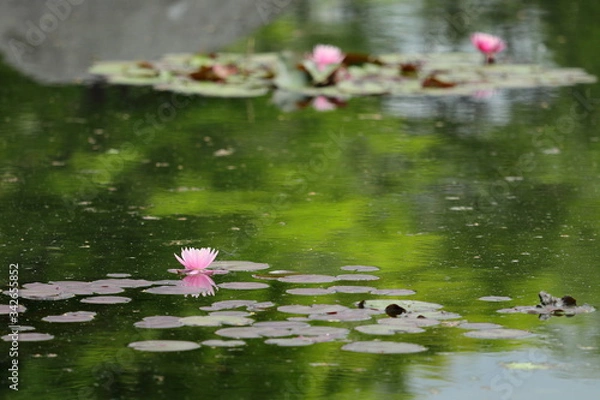 Fototapeta 睡蓮