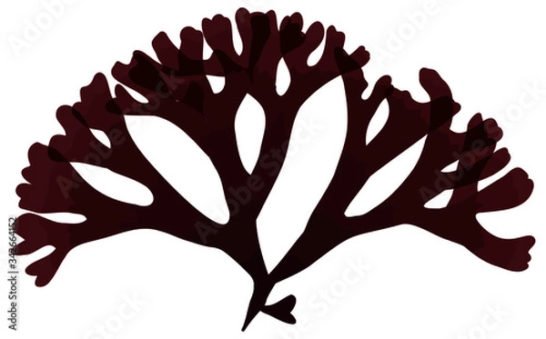 Obraz This is a red algae in the sea.