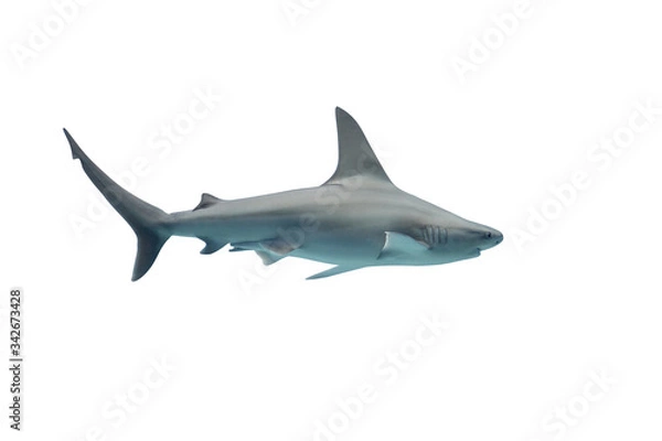 Fototapeta Shark isolated on white background