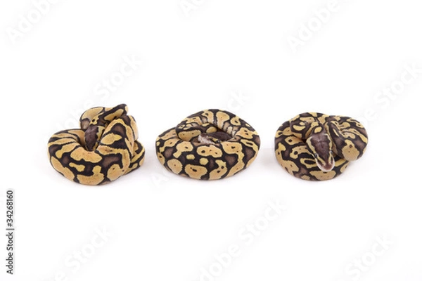Fototapeta Three baby Ball or Royal Pythons, Firefly morph, in a row on whi