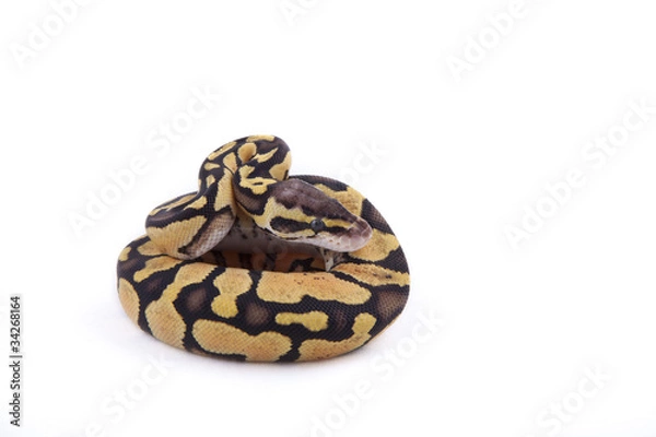 Fototapeta Baby Ball or Royal Python, Firefly morph, on white background