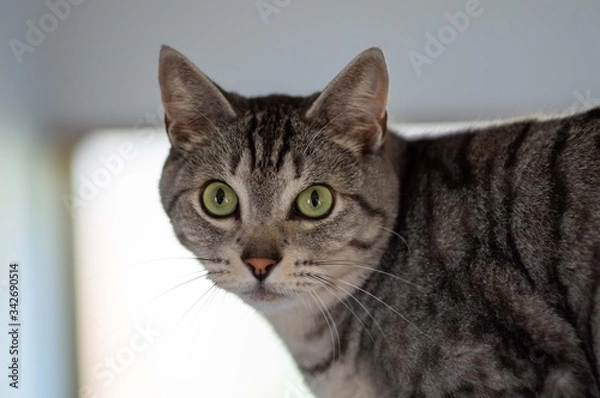 Fototapeta ネコちゃん