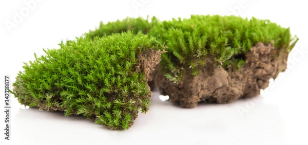 Fototapeta Green moss isolated on a white background. Macro nature, small botanical plants.