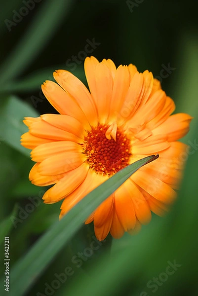 Obraz orange flower