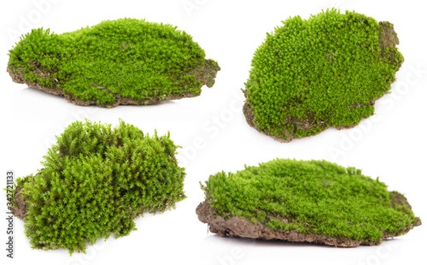 Fototapeta Green moss isolated on a white background. Macro nature, small botanical plants.