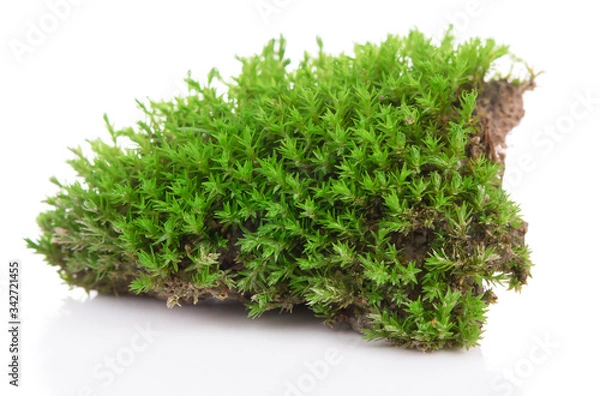 Fototapeta Green moss isolated on a white background. Macro nature, small botanical plants.