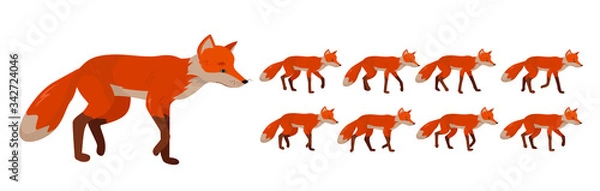 Fototapeta Tricky red fox, set of frames or sequences for character animation.