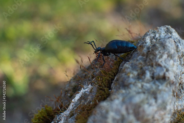 Fototapeta Meloe violaceus