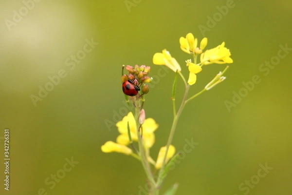 Obraz 菜の花にいるテントウムシ