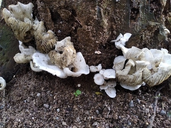 Obraz mushrooms on the tree