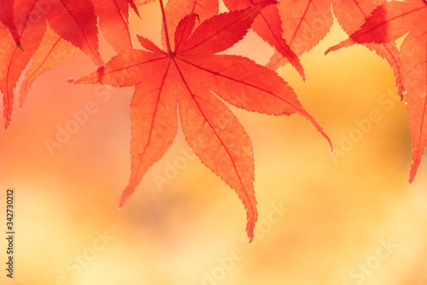 Fototapeta 紅葉の葉、黄色く色づいたモミジを背景に真っ赤に染まる