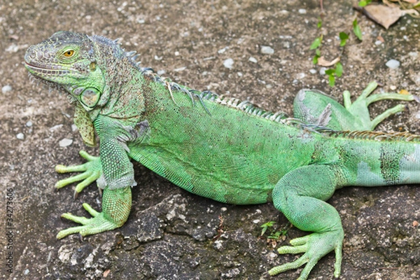 Fototapeta green iguana