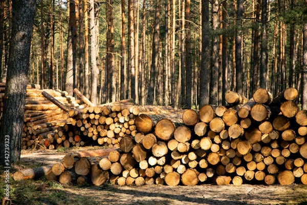 Fototapeta Deforestation - wood logs in daylight