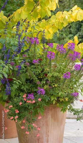 Fototapeta Terrassenbepflanzung  im Topf 